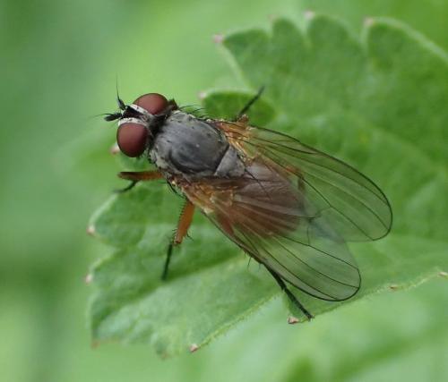 Fannia lustrator
